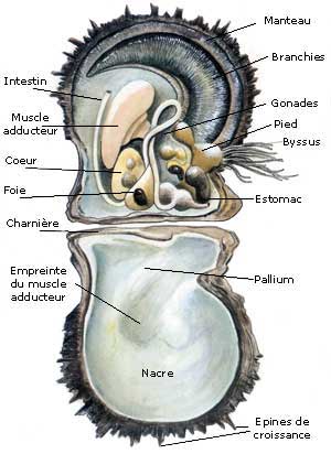 Anatomía de Pinctada Margaritifera